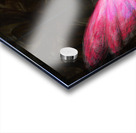 Helium Acrylic print