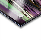 Mach kingbird Acrylic print